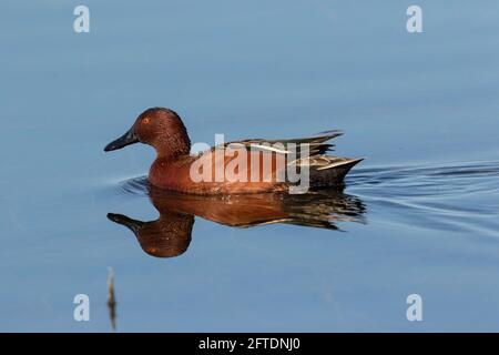 Cinnamon Teal Drake Stock Photo - Alamy