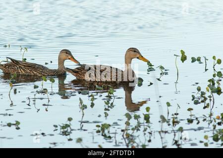 A Mottled Duck pair, Anas fulvigula, swims through a vegetated wetland near Orlando, Florida. Stock Photo