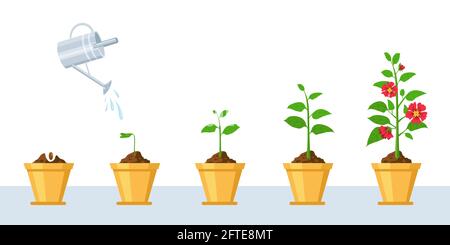 Flower growth process. Seedling, watering and gardening flowers phases. Stage of sprout growing into blossom plant in pot vector infographic Stock Vector