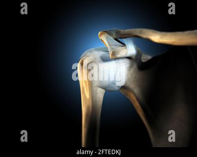 Shoulder joint, medical 3D illustration Stock Photo