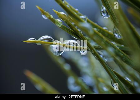 Waterdrops on the pine tree after rain, closeup, macro Stock Photo