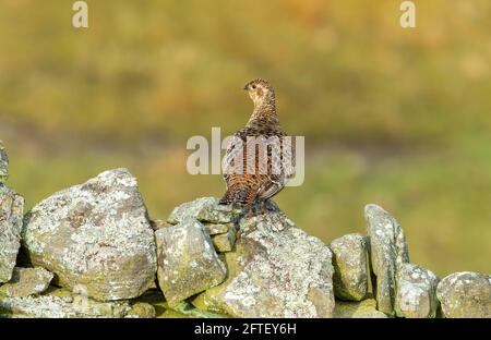 Black grouse female or hen.  Scientific name: Tetrao Tetrix.  Perched  on drystone walling covered in lichen, and facing left.  Clean background. Spac Stock Photo