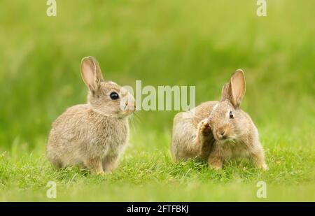 Close up of two cute little rabbits sitting in meadow, UK. Stock Photo