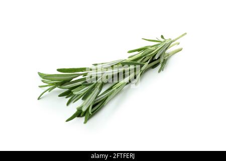 Fresh rosemary twig isolated on white background Stock Photo