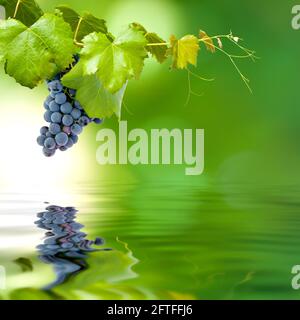 bunch of grapes in the field of strain on a green background and reflection in the pond Stock Photo