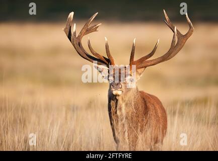 Portrait of a red deer stag, UK. Stock Photo