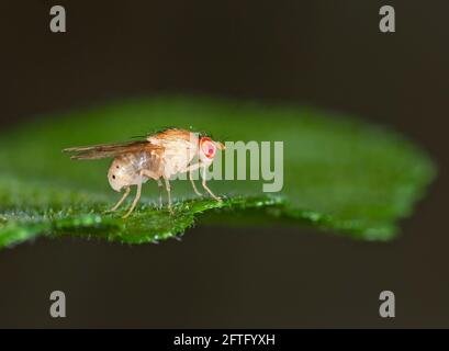 Drosophila Melanogaster, Fruit Fly Stock Photo