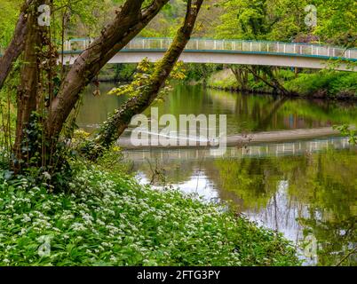 Trees in early summer next to the River Derwent in Matlock Bath Derbyshire Dales Peak District England UK Stock Photo