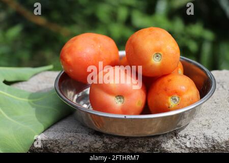 Group of freshly harvested tomatoes kept in small tray with showers of sunlight Stock Photo