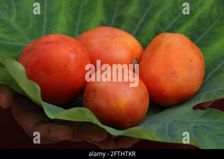 Group of tomatoes held on leaf after harvesting. Ripen tomatoes which is use as food ingredient held on green background Stock Photo