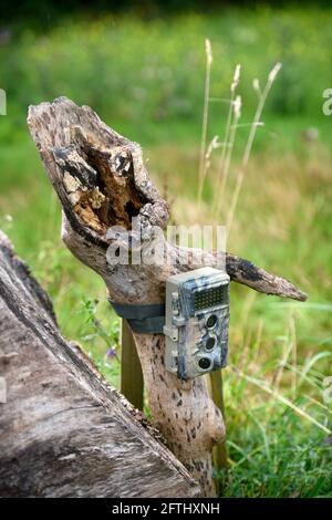 A trail camera mounted on a dead tree. Stock Photo