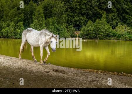 New Forest Pony By The Lake, Hampshire, England Stock Photo