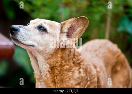 Portrait of a senior mixed breed dog in a house garden surrounded by plants Stock Photo
