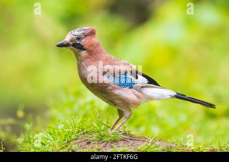 Closeup of a Eurasian jay bird (Garrulus glandarius) perched in grass. Summer colors on the background. Stock Photo