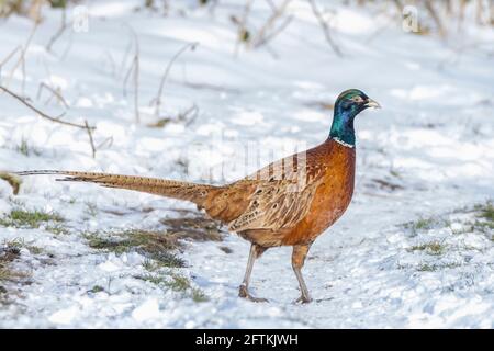Male Pheasant, Phasianus colchicus, scavenging on the forest floor perched in snow during Winter season Stock Photo