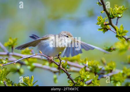 Close-up of a Willow warbler bird, Phylloscopus trochilus, singing on a beautiful summer evening with soft backlight on a vibrant background. Stock Photo