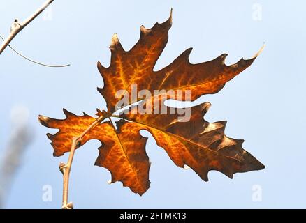 Dry leaf on tree Stock Photo