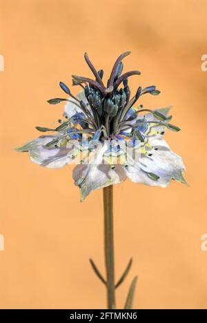 Field nigella, Wild fennel flower,Nigella arvensis flower Stock Photo