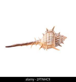 Isolated sea shell on white Stock Photo