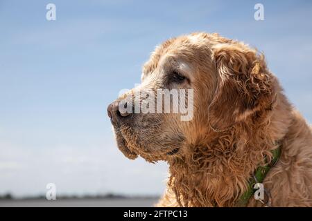 watchful dog on the beach Stock Photo
