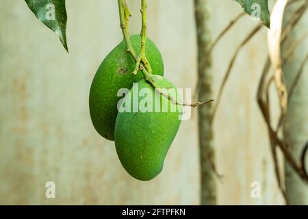 A bunce of green sour and sweet mango hang on above 1 fit from land Stock Photo