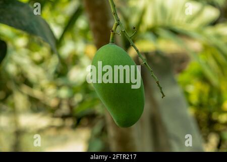 Closeup single green and raw mango fruits hang on a small tree Stock Photo