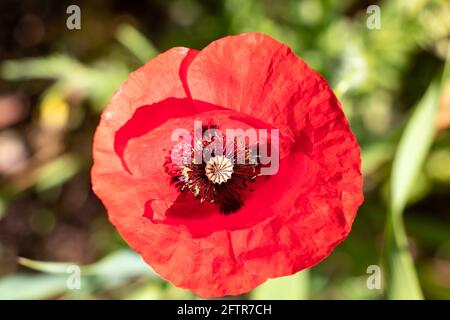 Papaver rhoeas, common names are common or corn poppy, corn rose, field poppy, Flanders poppy, and red poppy, is an annual herbaceous species of flow Stock Photo