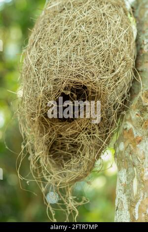 Little and nice weavers or Babui bird's nest made of straw and hang on tree Stock Photo