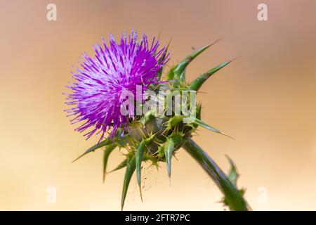 Silybum marianum, common names, cardus marianus, milk thistle, blessed milkthistle, Marian thistle, Mary thistle. This species is an annual or biennia Stock Photo