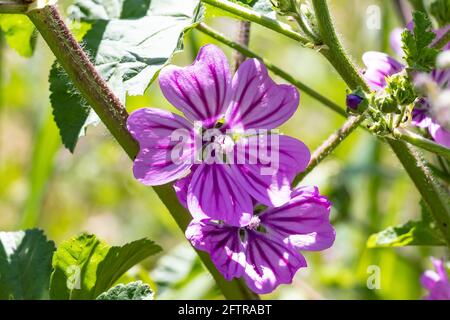 Malva sylvestris is a species of the mallow genus Malva in the family of Malvaceae. Known as common mallow, it acquired the names of cheeses, high mal Stock Photo