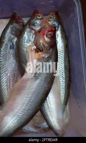 Fresh water Pabda fish Stock Photo - Alamy