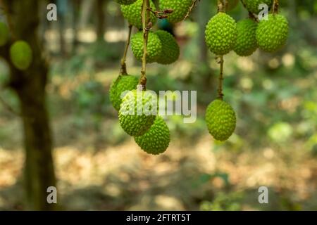 Very sour and sweet delicious green litchi or lychee which is known as a seasonal fruit in Asia Stock Photo