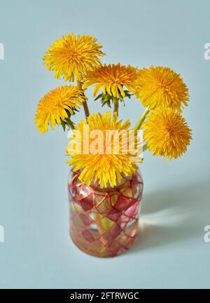 Fresh dandelion flowers in a vase on blue pastel background Stock Photo