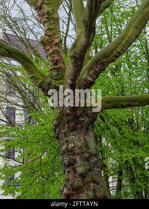 hybrid plane (Platanus acerifolia) from 1886 at retirement housing complex „Wippsteert“Breitenfelder St. 33 in Hamburg-Hoheluft-Ost, Germany, Europe Stock Photo