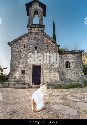 Next to the Fortress of Kotor.The beautiful young feline calmly sits in the ancient courtyard of a now disused old church set amongst beautiful stunni Stock Photo
