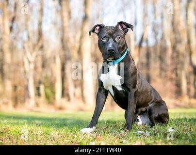 A black and white Pit Bull Terrier mixed breed dog with a blue collar sitting outdoors Stock Photo