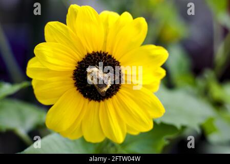 honey bee sitting on a yellow sunflower Stock Photo