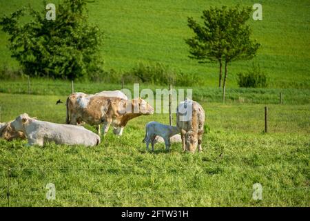 happy cows in the meadow, free, freedom, nature, animal welfare Stock Photo