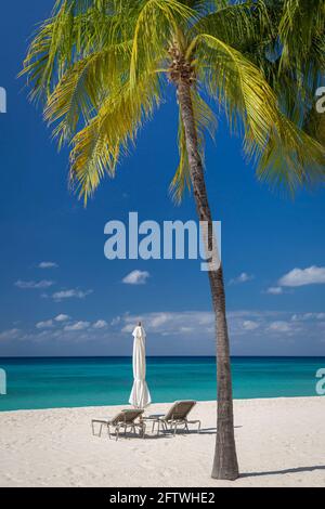 Palm tree and beach chairs along Seven-Mile Beach, Grand Cayman, Cayman Islands, West Indies Stock Photo