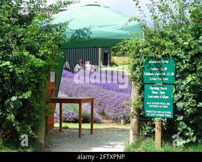 Cotswold Lavender farm Snowshill Stock Photo