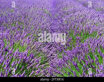 Cotswold Lavender farm Snowshill Stock Photo