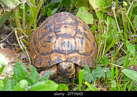 Spur thighed turtle,Testudo graeca in the wild Stock Photo