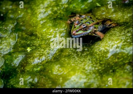 One pool frog in water in natural habitat. Pelophylax lessonae. European frog. Beauty in nature. Stock Photo