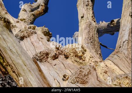 Marriott Country Park, Worsley, Manchester Stock Photo