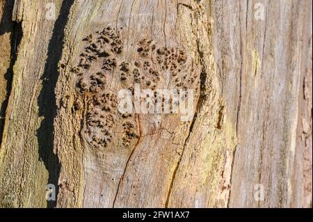 Marriott Country Park, Worsley, Manchester Stock Photo