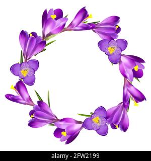 wreath (ring) of crocuses on a white background Stock Vector