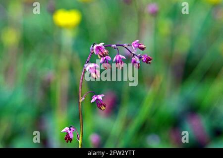 Alpine Meadow-rue (Thalictrum alpinum) Photo: Bengt Ekman / TT / code 2706 Stock Photo