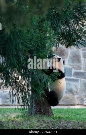 Washington, USA. 20th May, 2021. Photo taken on May 20, 2021 shows the giant panda cub 'Xiao Qi Ji' at Smithsonian's National Zoo in Washington, DC, the United States. The Smithsonian's National Zoo reopened in Washington, DC on Friday at 20 percent of its full capacity, allowing guests to visit the nation's beloved giant pandas and many other wild animals. The zoo closed in March 2020 and reopened in July, then shut down again in November due to the COVID-19 pandemic. Credit: Liu Jie/Xinhua/Alamy Live News Stock Photo