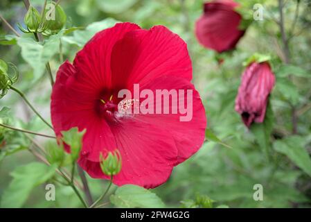 Flowering tropical Hibiscus with green background Stock Photo