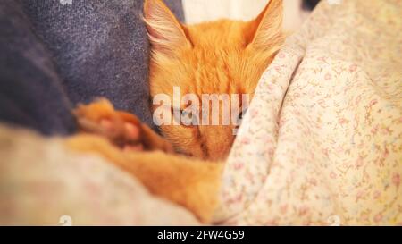 Close view of a cute ginger sleepy cat lying down on a bed under a flowered blanket. Taken indoor with soft natural lighting Stock Photo